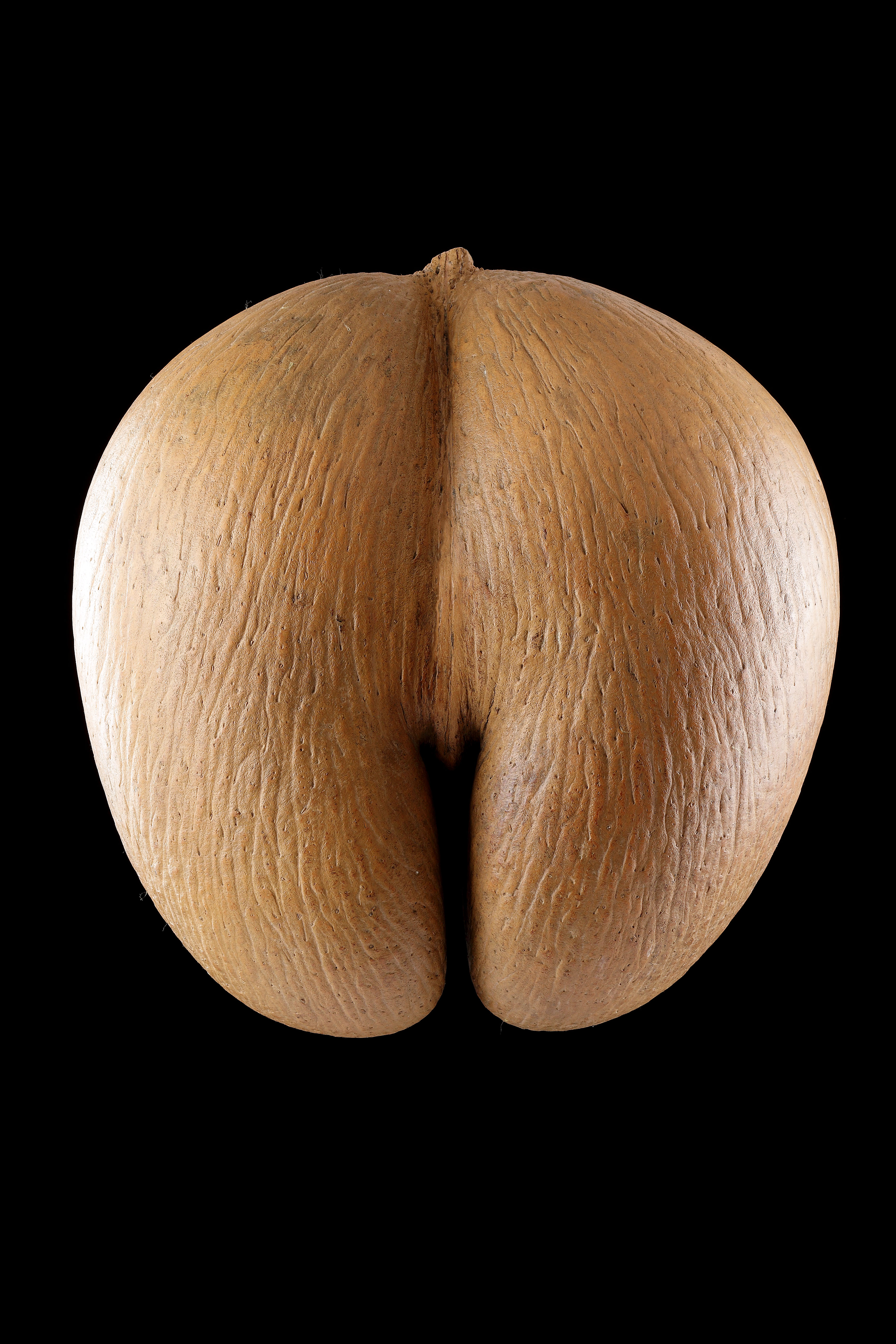 A Rare and Unusual Blonde Specimen of a Seychelles ‘Coco de Mer’